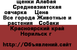 щенки Алабая (Среднеазиатская овчарка) › Цена ­ 15 000 - Все города Животные и растения » Собаки   . Красноярский край,Норильск г.